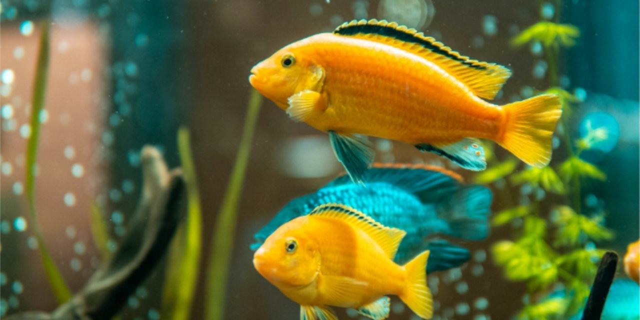 S&uuml;&szlig;wasseraquarium