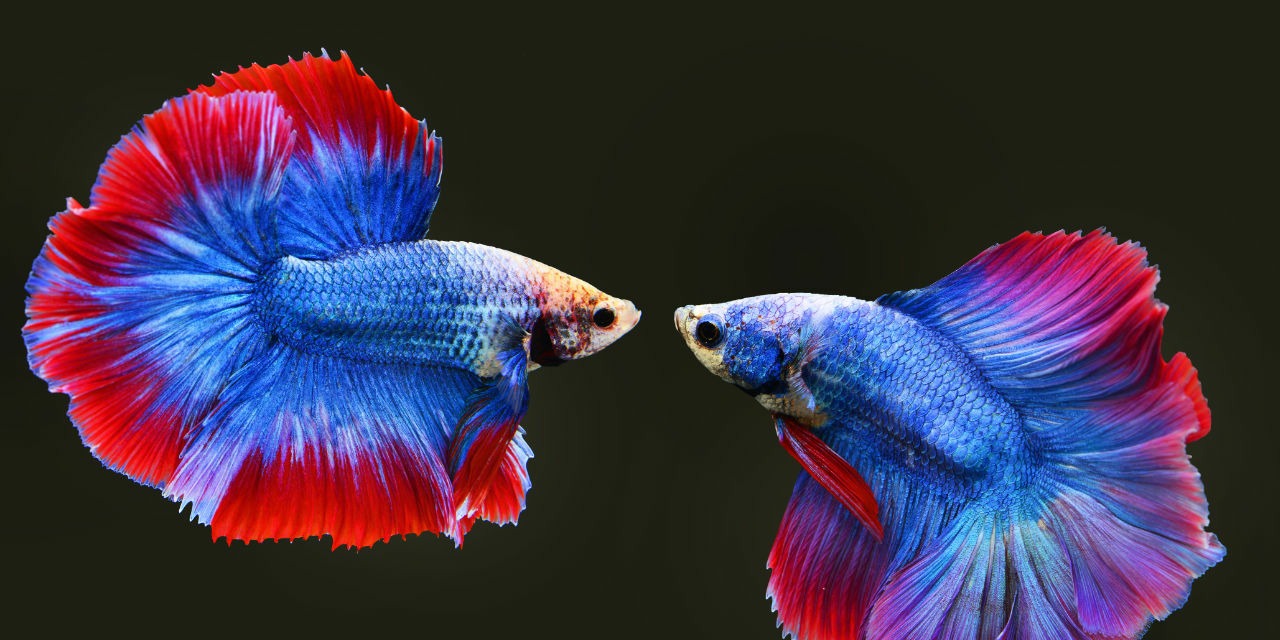 Fischfutter f&uuml;r Raubfische selber machen