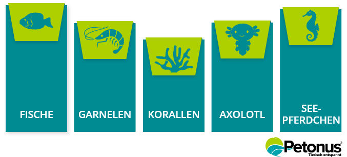 Grafik Welche Meerestiere passen zu mir