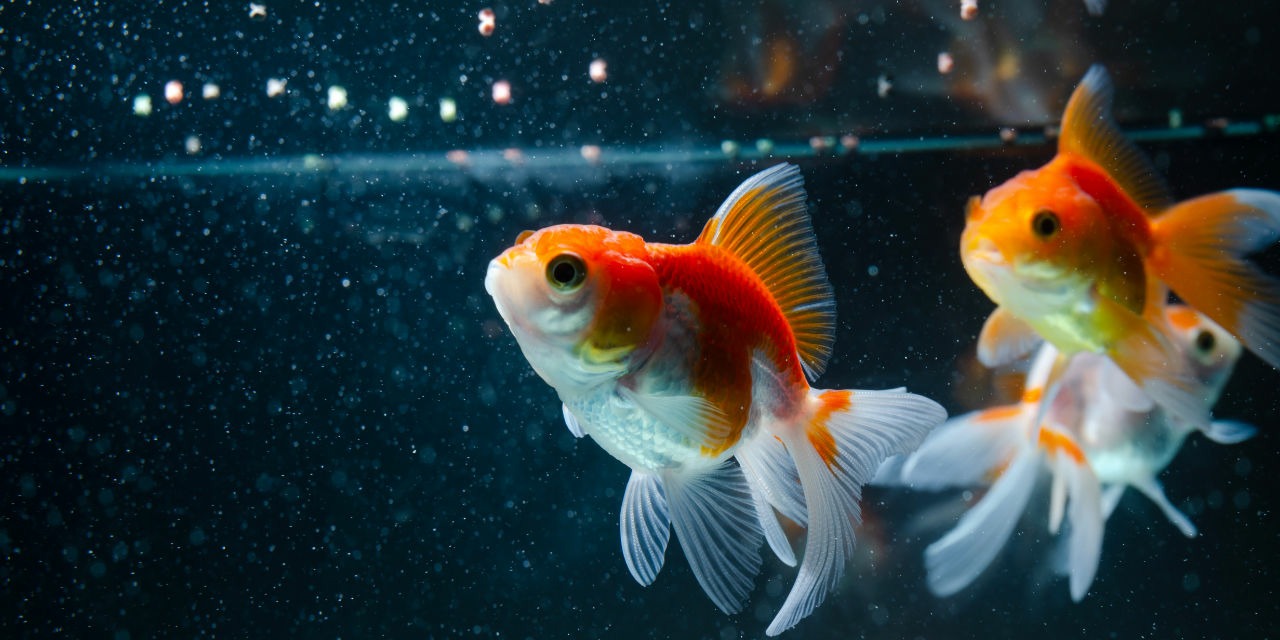Fischfutter f&uuml;r Goldfische