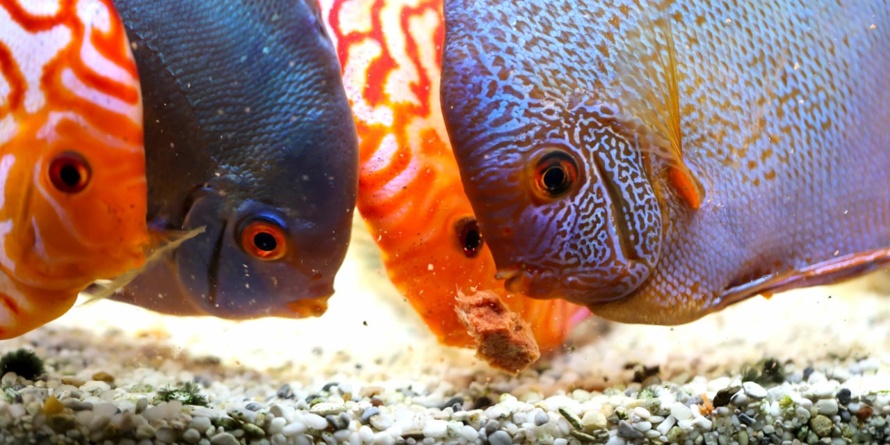 Diskusfische F&uuml;tterung