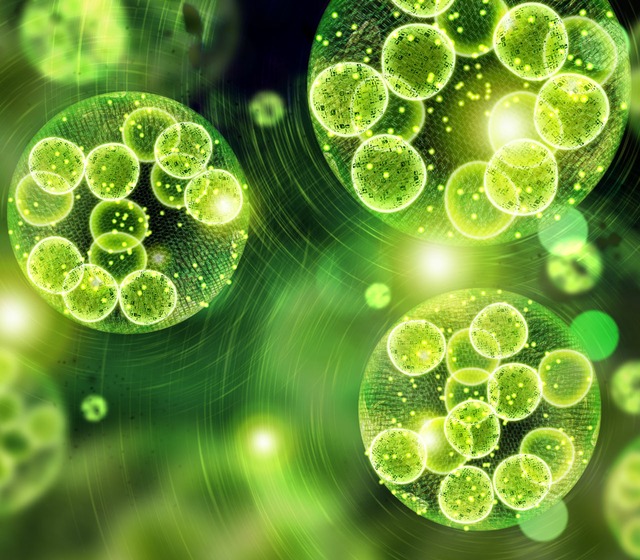 Bild von Algen im Aquarium bekämpfen/entfernen 🐟 Tipps vom 