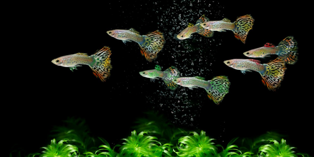 Fischfutter f&uuml;r Guppys selber machen