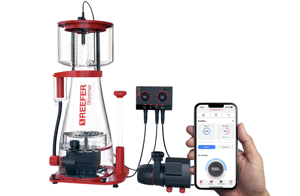 red-sea-reefrun-skimmer-familie