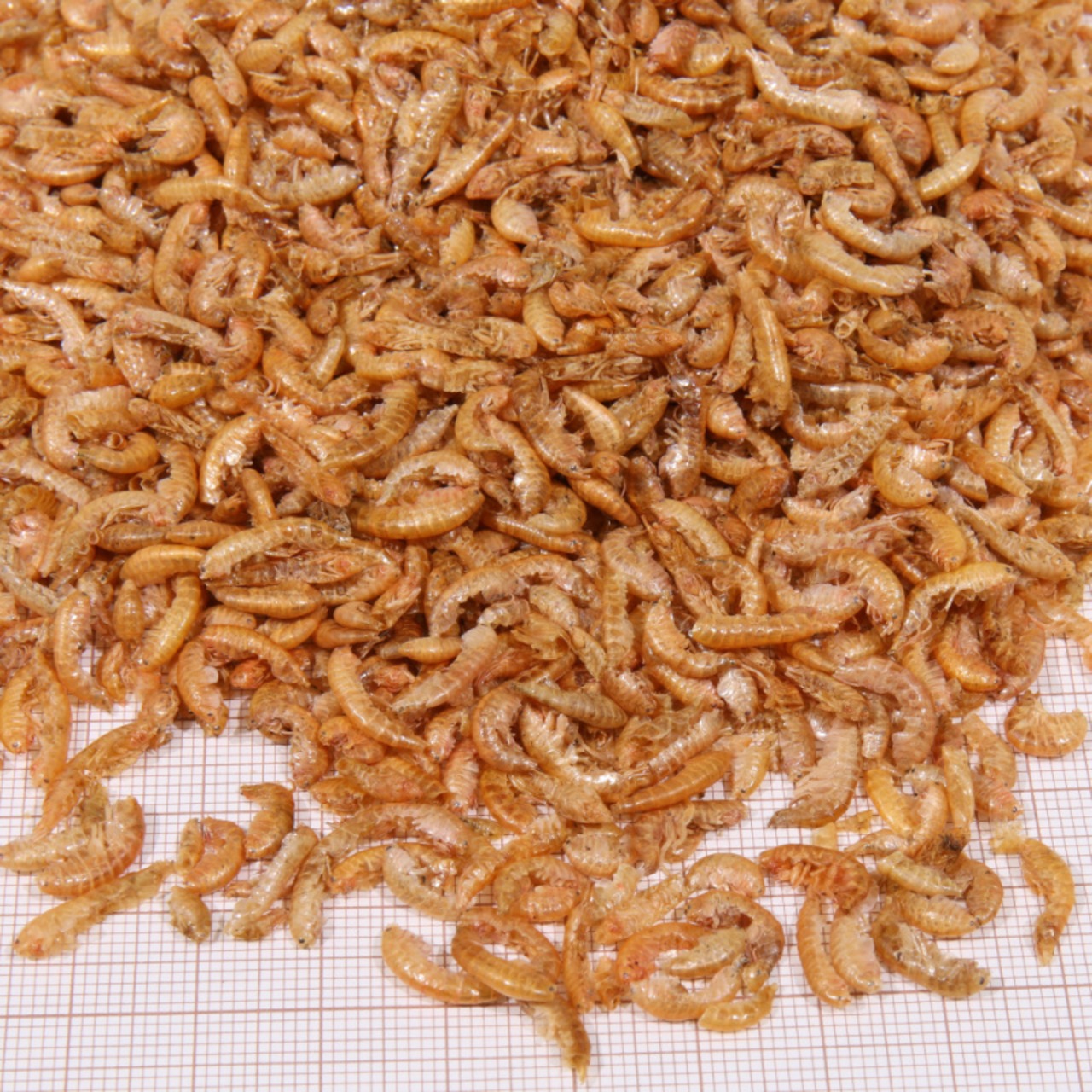 JBL ProTerra Gammarus