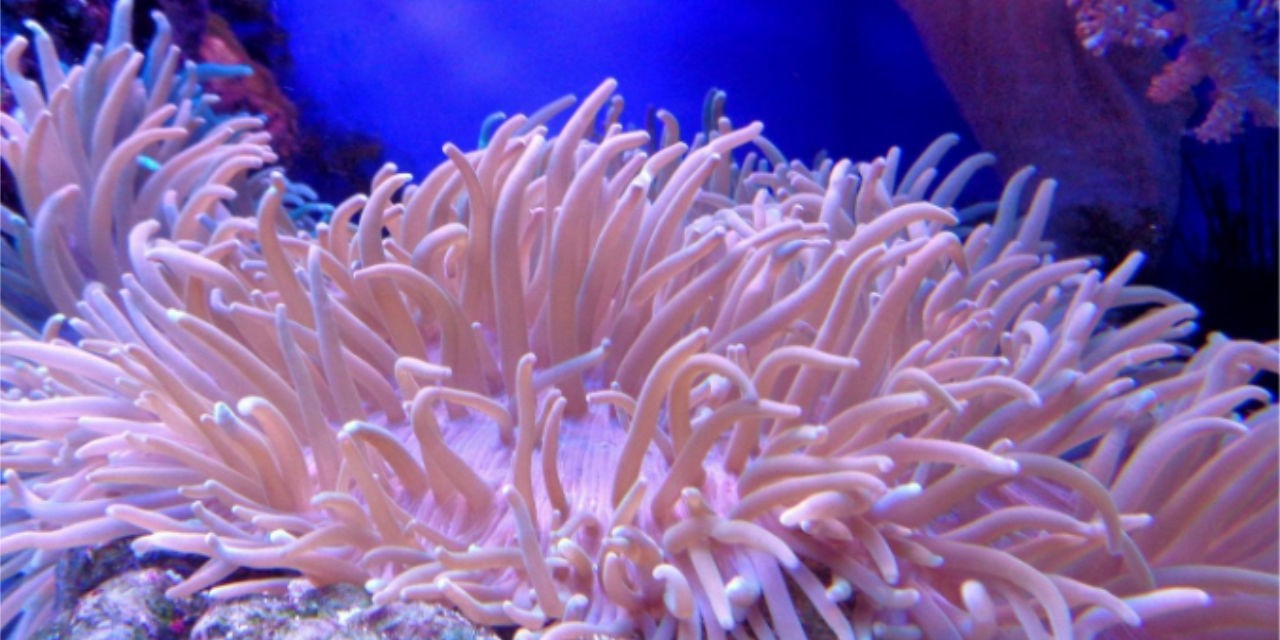 Gestaltungsm&ouml;glichkeiten Meerwasseraquarium